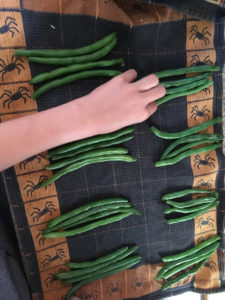 Hand lining green beans up in sets of four.